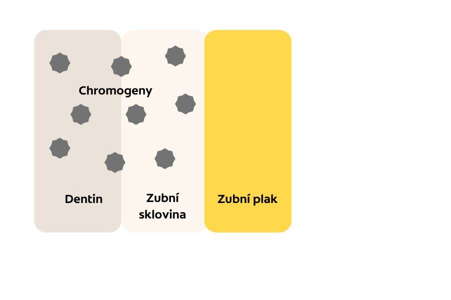 schéma zubu s odbarvením